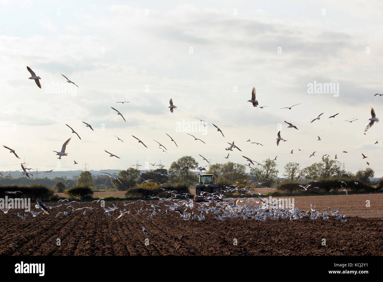 Landschaft Red Kites und Möwen folgen Traktor bewirtschaften das Land Stockfoto