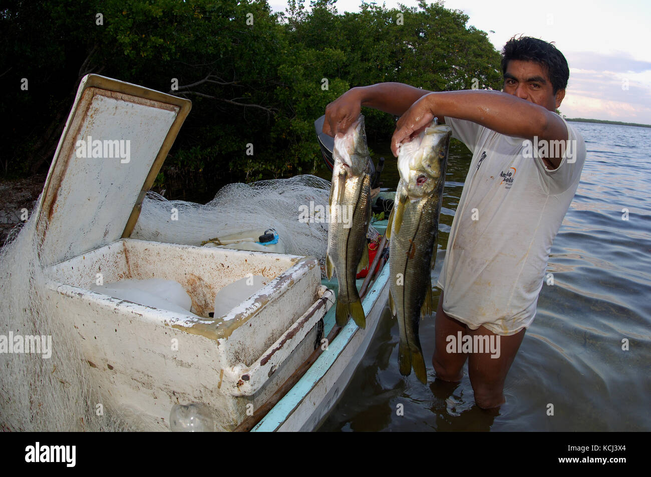 Mexikanischen Illegalen kommerziellen Fischern gill Verrechnung und illegal töten Snook, tarpon in der entfernten Bäche und Flüsse von Campeche Yucatan Mexiko Stockfoto