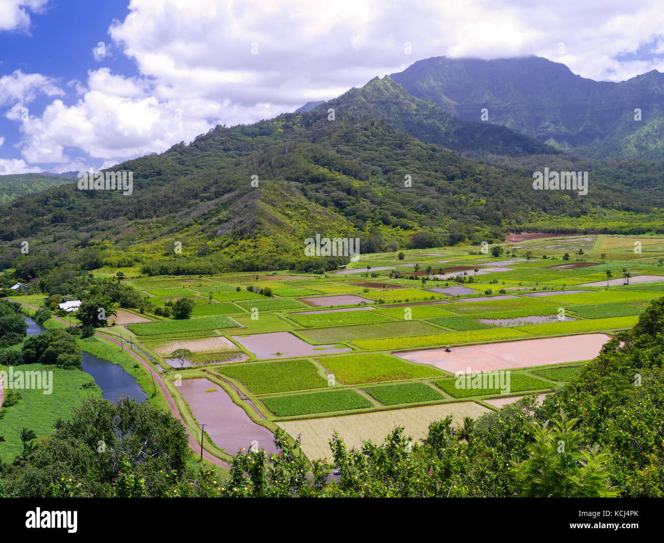 Anzeigen von taro Reisfelder in der hanalei Valley, in der Nähe von Princeville, Kauai, Hawaii, USA. Stockfoto