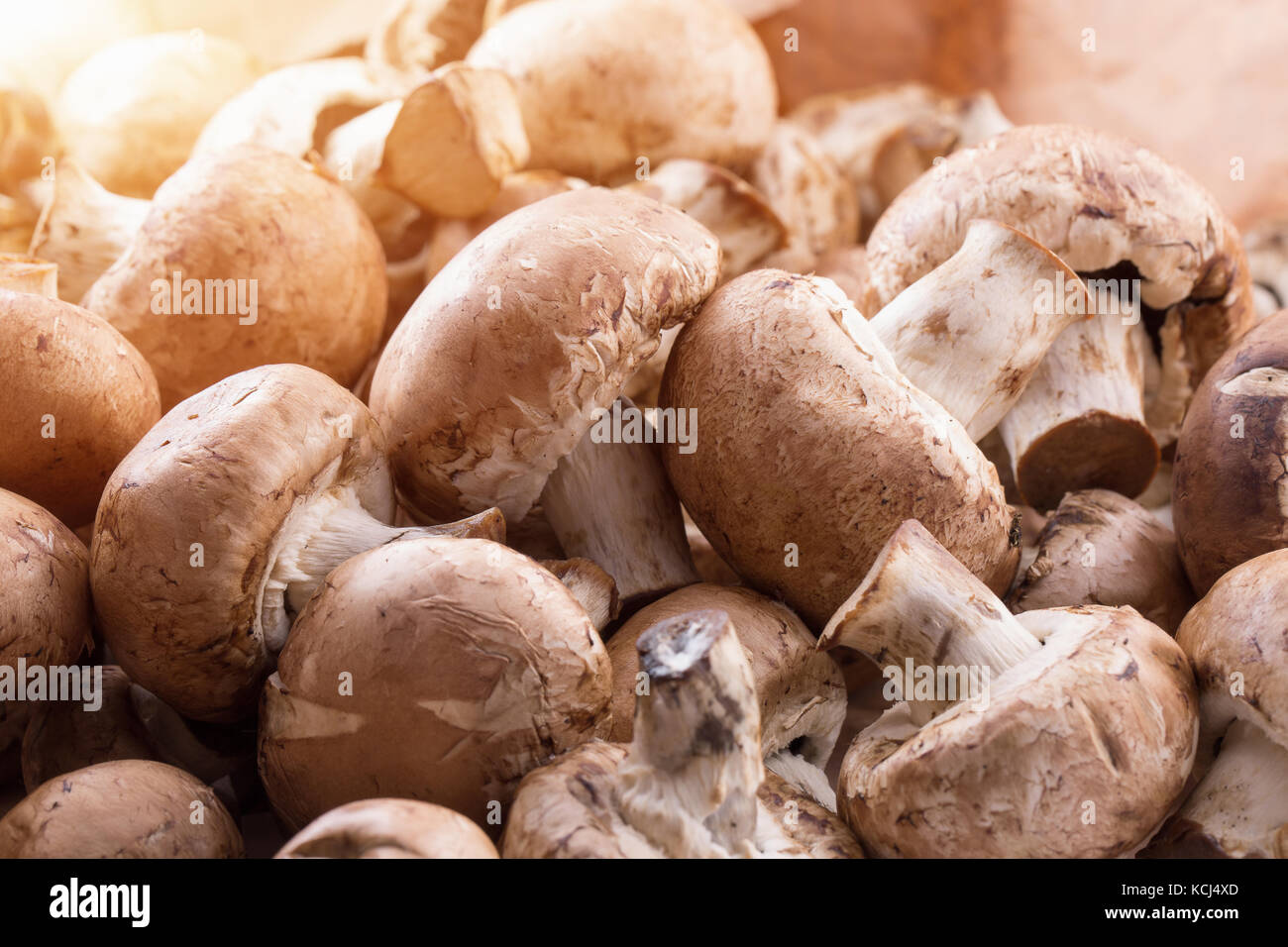 Nahaufnahme der weißen Pilze. Stockfoto