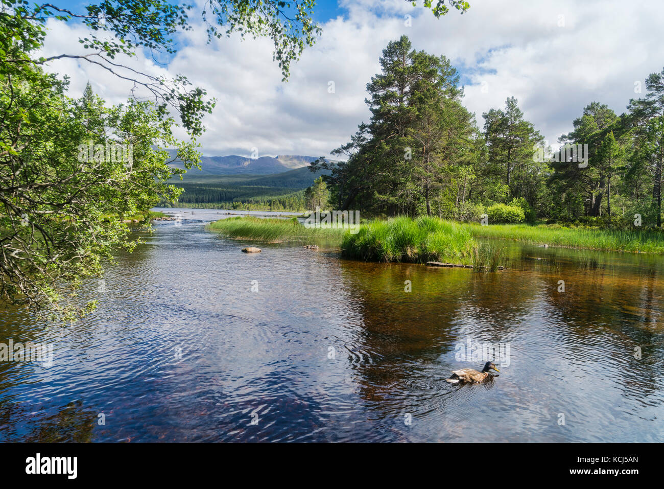 Cairngorm aus Loch Morlich, Aviemore, Highland, Schottland, Großbritannien Stockfoto