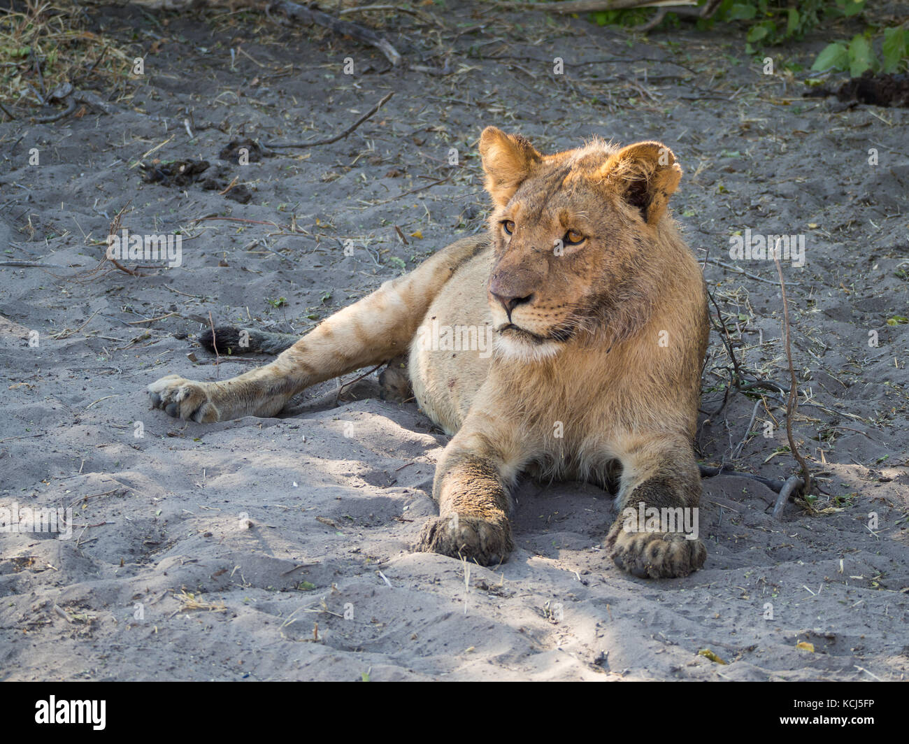 Closeup Portrait von löwin Festlegung am sandigen Strand von Chobe River nach morgen Hunt, Chobe NP, Botswana, Afrika Stockfoto