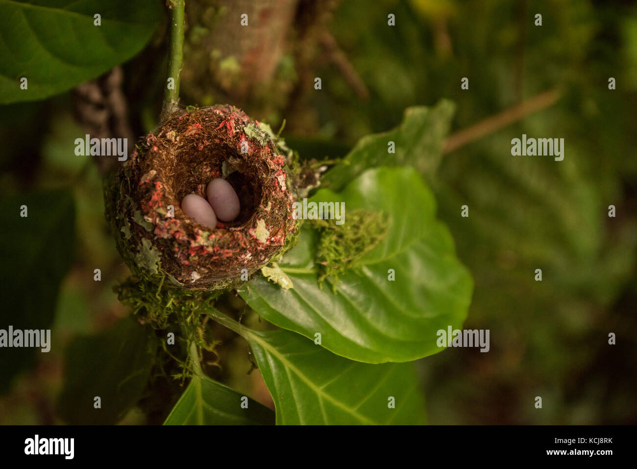 Hummingbird Nest mit Eiern, saß auf einem Zweig in der costa rica Regenwald. Stockfoto