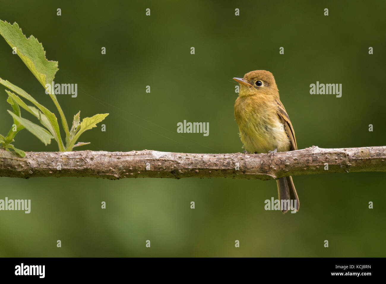 Gelblich schopftyrann Songbird thront auf einem Zweig im Nebelwald von Costa Rica. Stockfoto