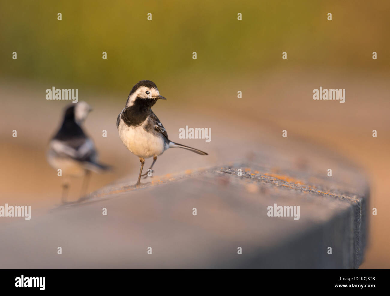 Pied bachstelzen (Motacilla alba) Fütterung auf Mücken bei Sonnenuntergang Stockfoto