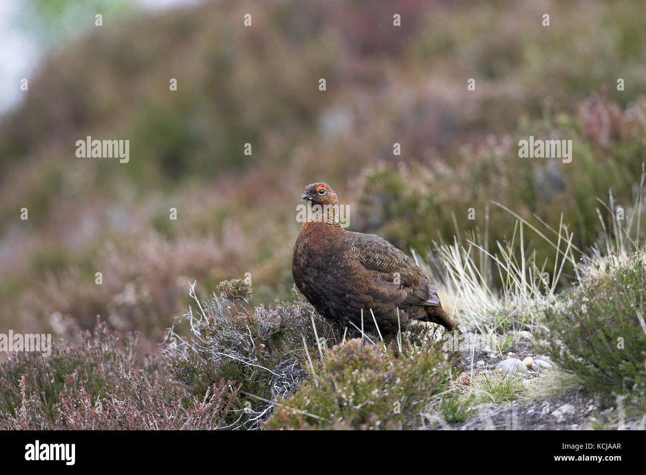 Moorschneehuhn Lagopus lagopus scoticus männlich in der Nähe von lochindorb Schottland Stockfoto