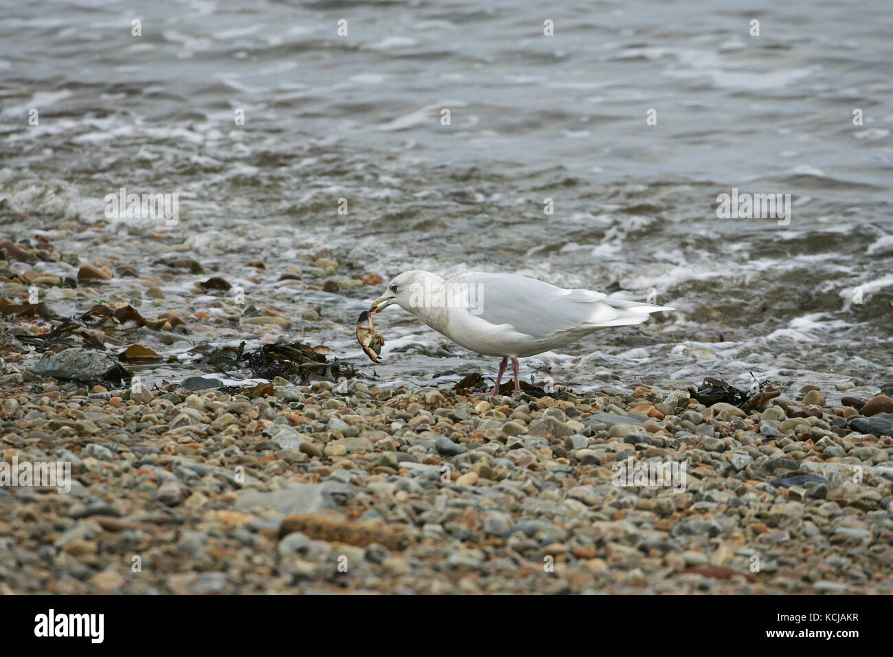 Island gull Larus glaucoides mit einer Krabbe am Ufer Klang der Jura Islay Argyll und Bute Schottland Großbritannien Stockfoto