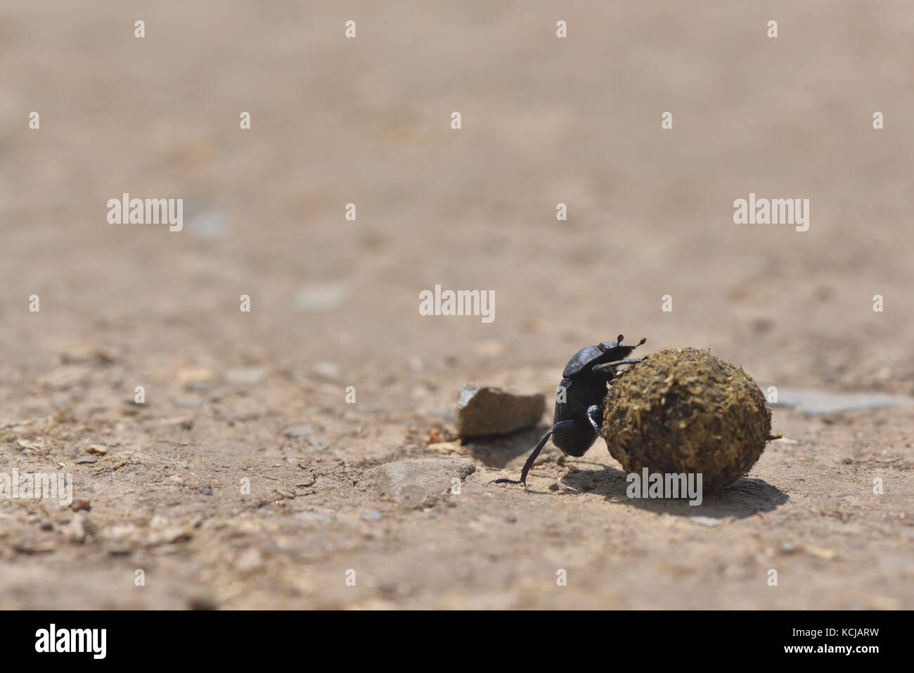Mistkäfer roll a dung ball Detailansicht in natürlicher Umgebung Stockfoto