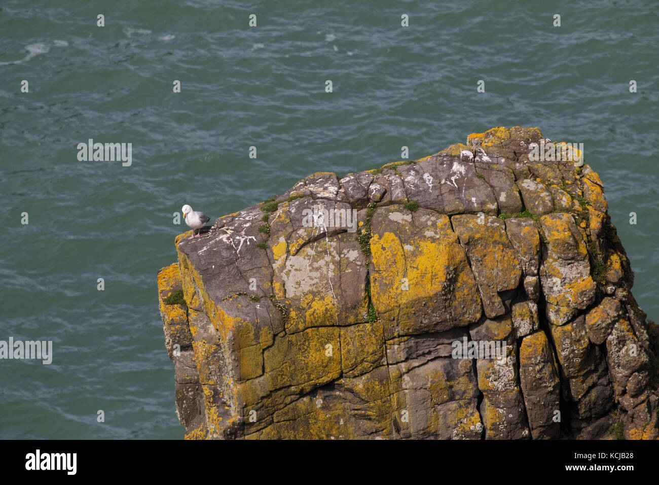 Silbermöwe Larus argentatus thront auf Sea Cliff South Stack Klippen RSPB Reservat Holyhead ANGLESEY Wales UK April 2016 Stockfoto