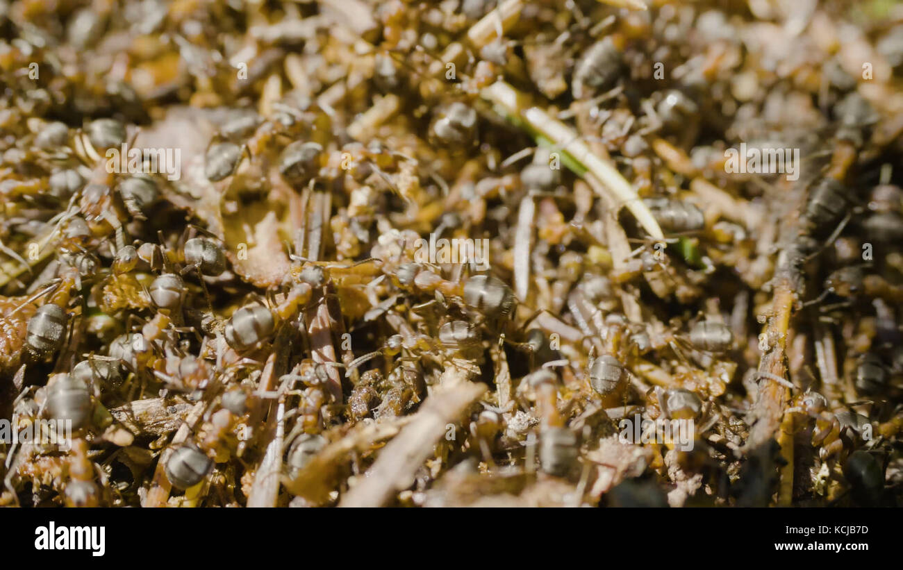 Ameisen Gebäude ein Ameisenhaufen. Kolonie Insekten. Makro. Roten