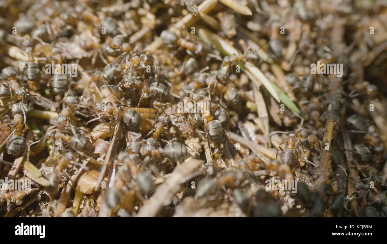 Ameisen Gebäude ein Ameisenhaufen. Kolonie Insekten. Makro. Roten