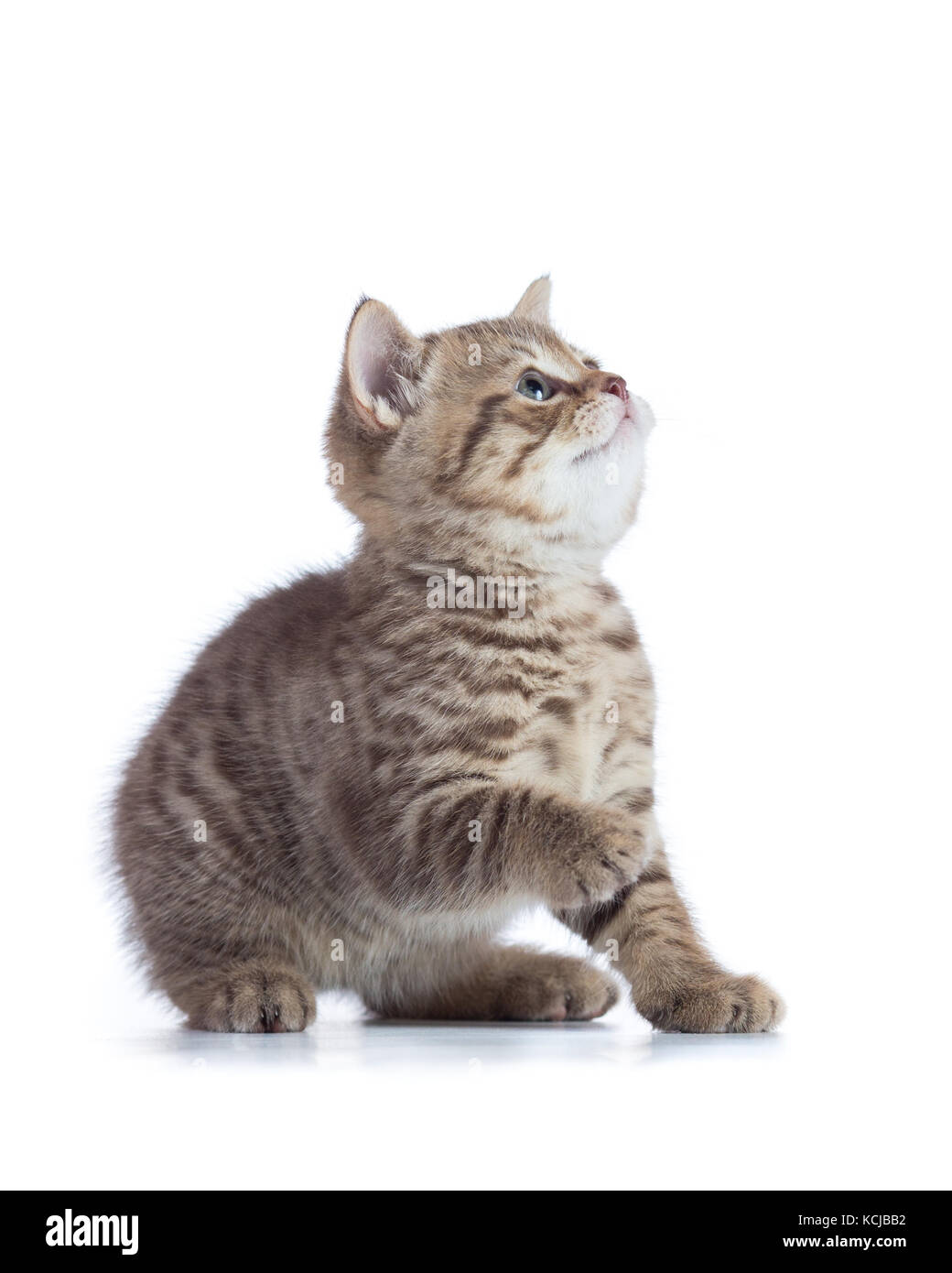 Kleine Katze Kätzchen bereit zu springen. auf weißem Hintergrund Stockfoto