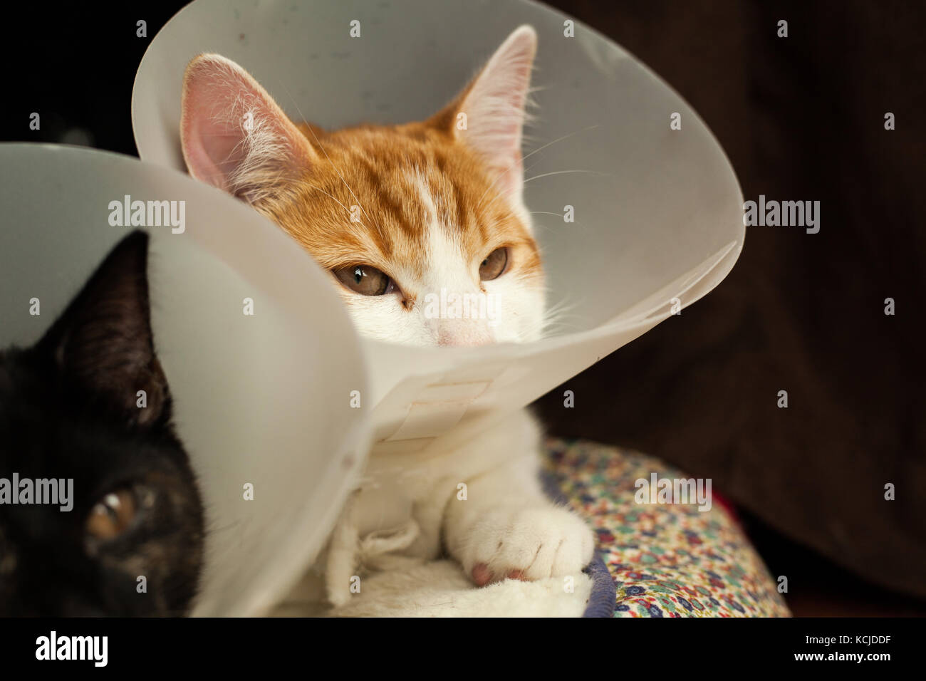 Foto eines jungen Ingwer-Katers in einem Kunststoff-Buster Kragen Stockfoto