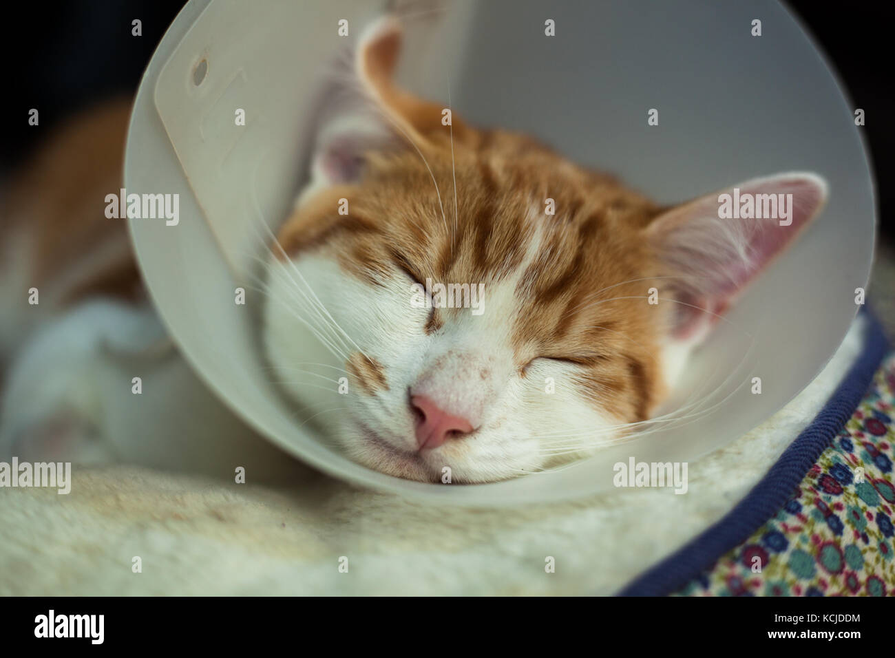 Foto eines jungen Ingwer-Katers in einem Kunststoff-Buster Kragen Stockfoto