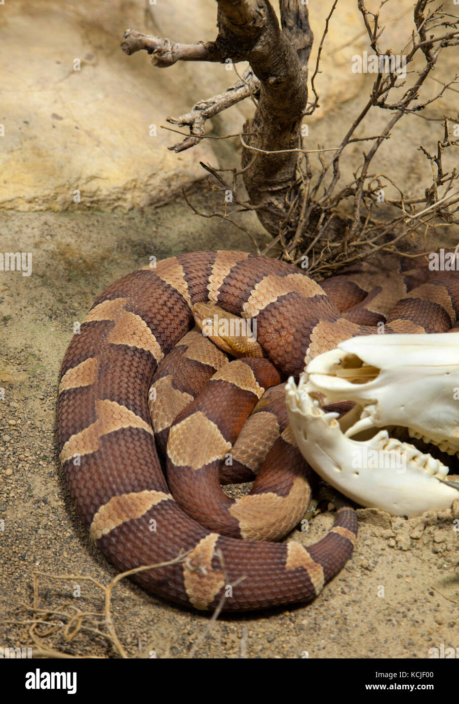 Große Spiralkabel copperhead Snake ruhen Stockfoto