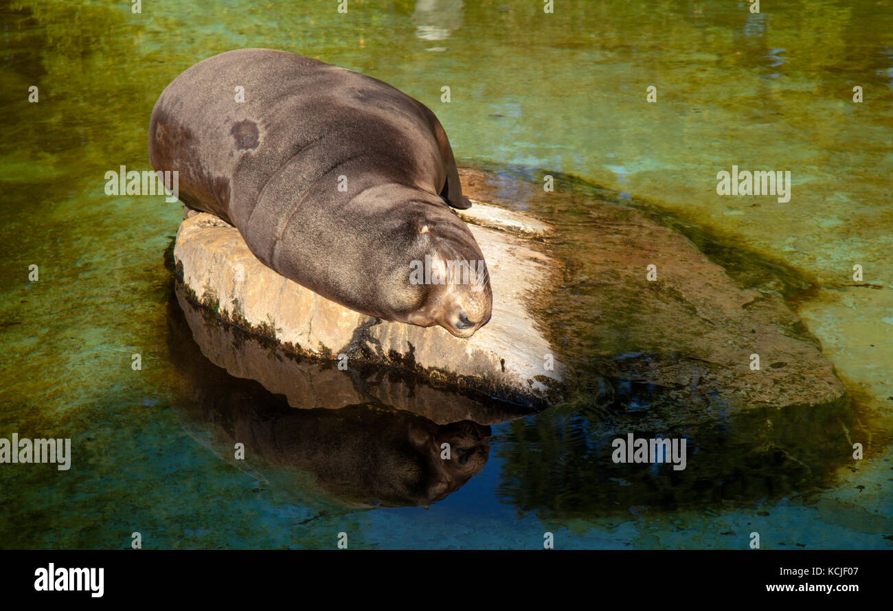 Sea Lion schlafend auf einen flachen Stein, Wasser Reflexion Stockfoto