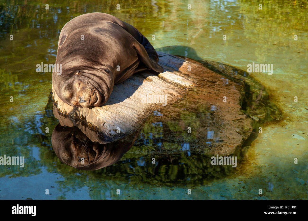Sea Lion schlafend auf einen flachen Stein, Wasser Reflexion Stockfoto