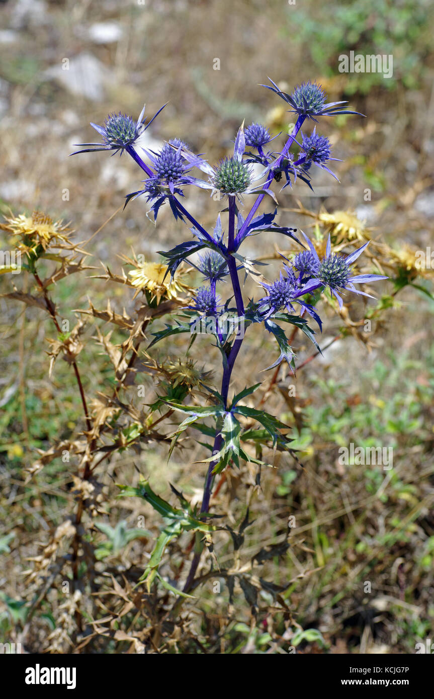 Die wildflower eryngium Amethystinum, der Amethyst eryngo oder italienischen eryngo, native zum Mittelmeer, Familie Apiaceae Stockfoto