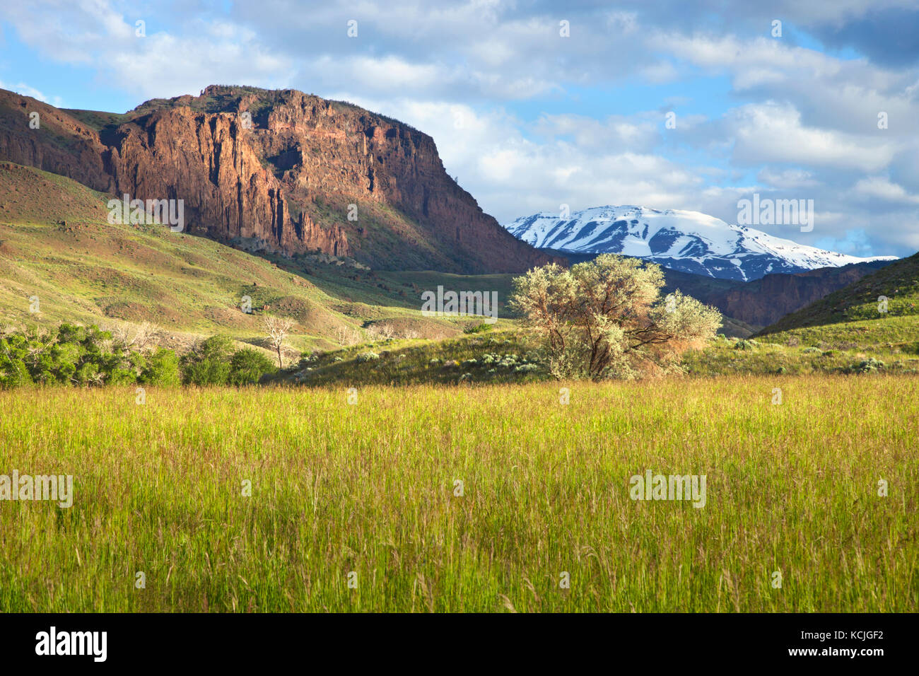 Ein Feld und Bäume unterhalb einer schroffen Klippen und die schneebedeckten Berge in der westlichen Wyoming Stockfoto