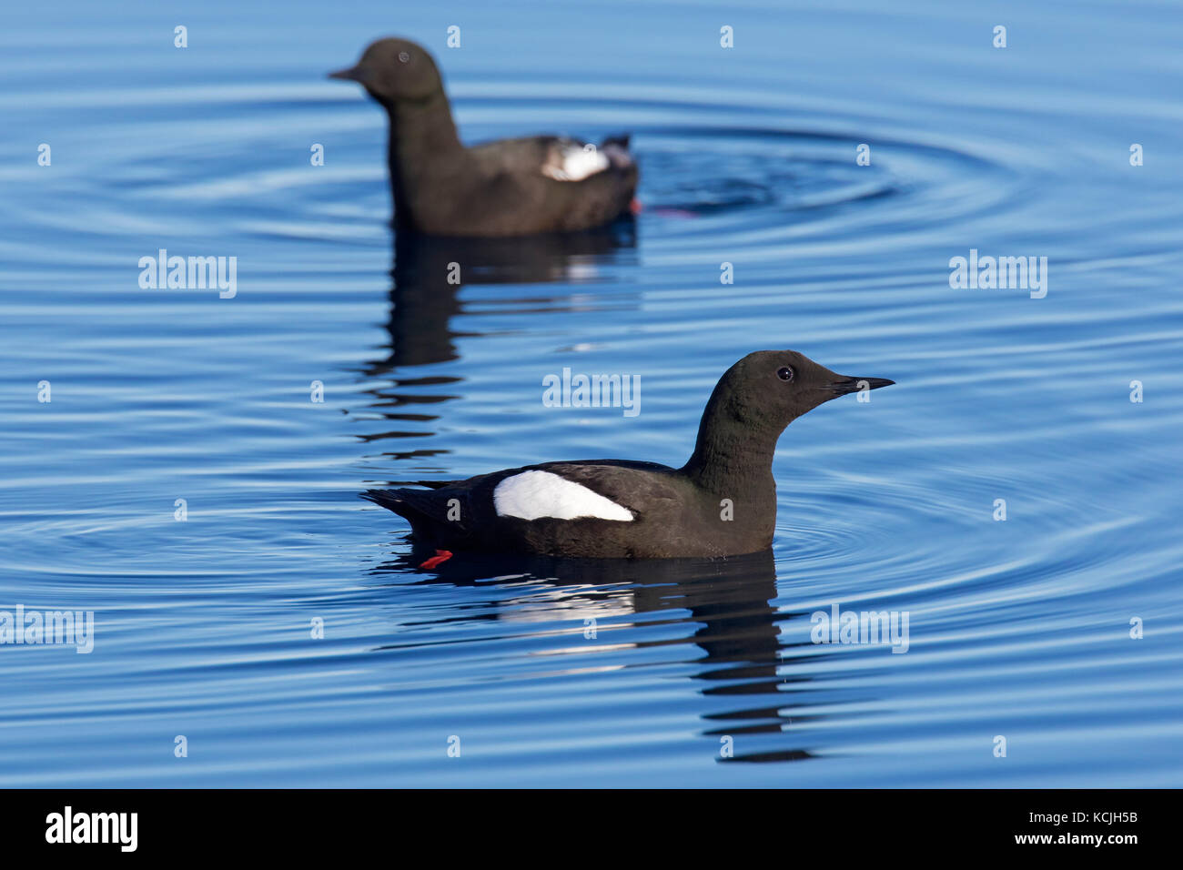 Zwei Gryllteisten/tysties (cepphus Grylle) in Zucht Gefieder schwimmen im Meer Stockfoto