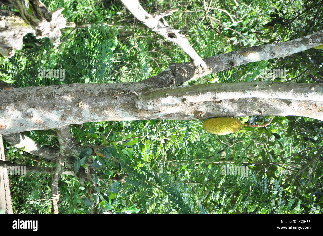 Jack Frucht von Indien, fand nur Früchte im Baum die ehrfürchtigen Blicke Stockfoto