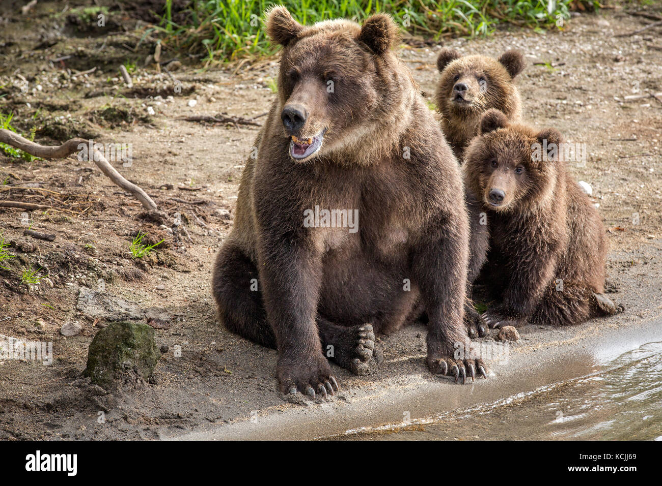 Mama Bär und zwei kleine Jungen Angeln am Fluss in der Wildnis Stockfoto
