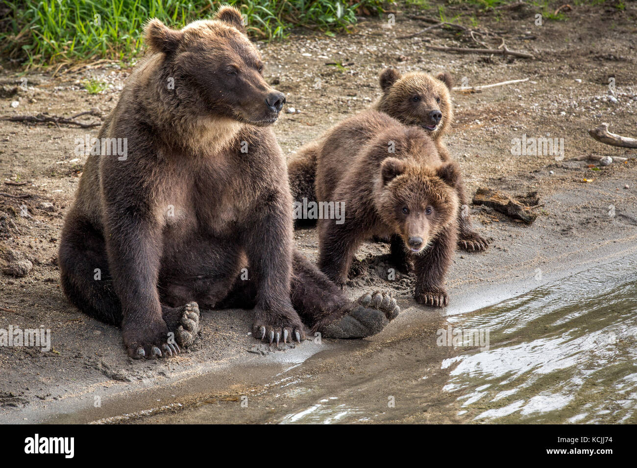 Mama Bär und zwei kleine Jungen Angeln am Fluss in der Wildnis Stockfoto