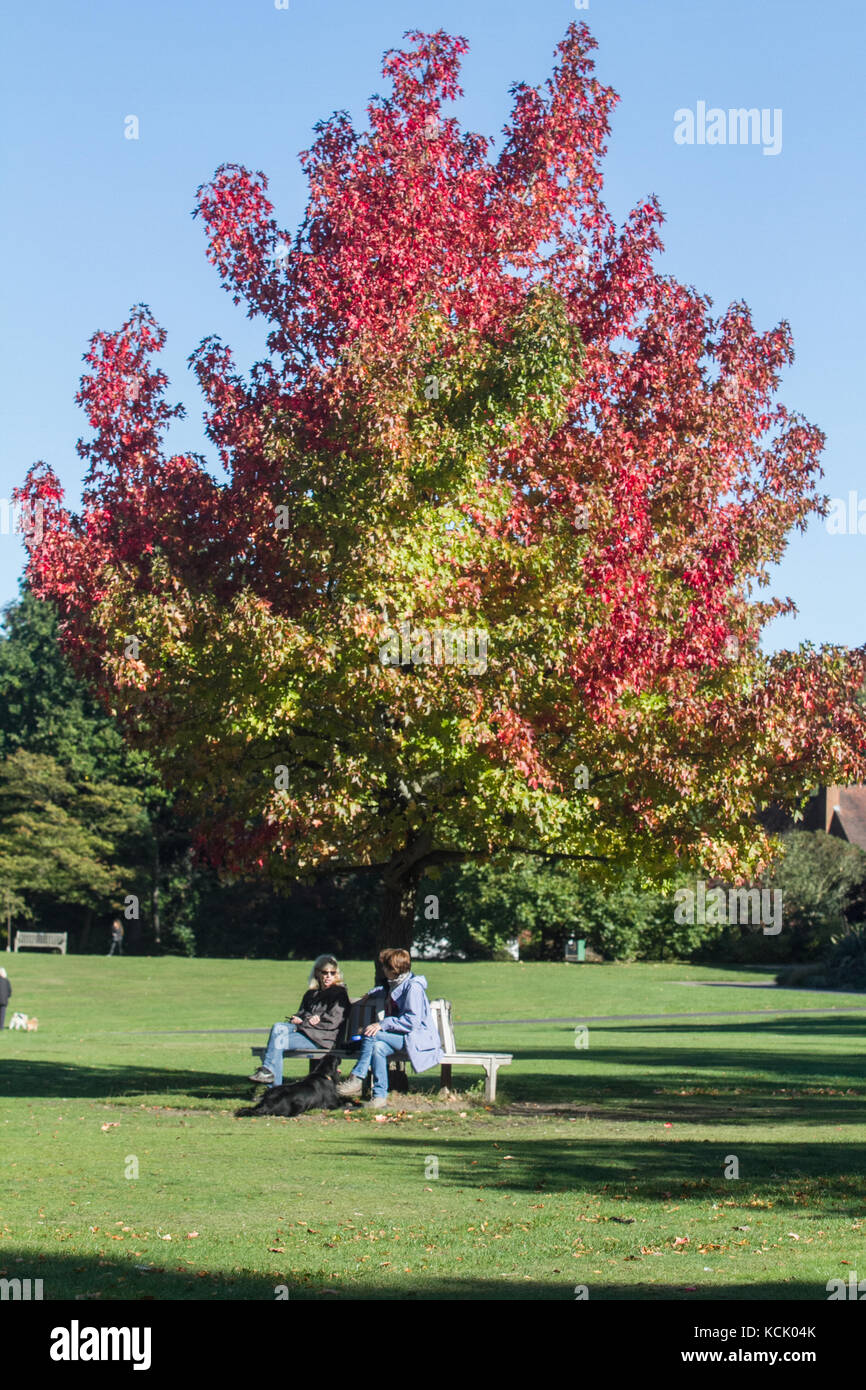 London, Großbritannien. 6. Okt, 2017. de Wetter: Menschen im Herbst Sonne mit blauem Himmel an einem sonnigen Morgen in Cannizzaro park Wimbledon London Credit: Amer ghazzal/alamy leben Nachrichten Stockfoto