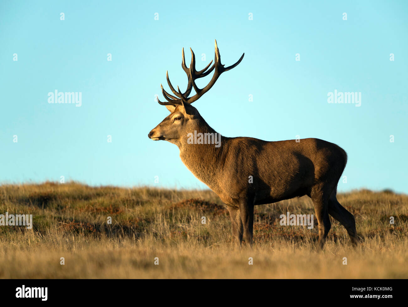 Red-Deer-Hirsch in West Cornwall Stockfoto