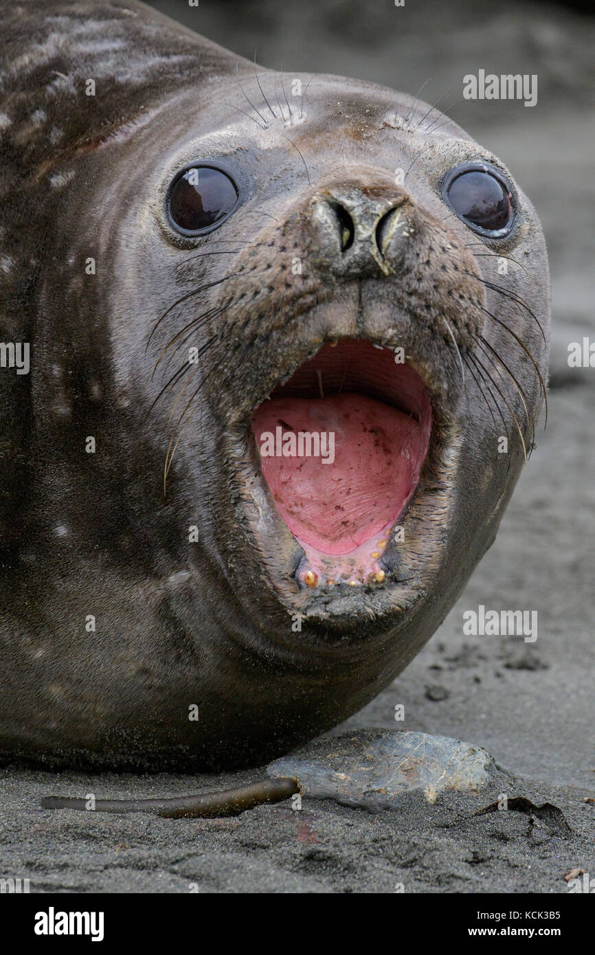Elephant Seal, Mirounga leonina angustirostris mit seinen Mund offen in die Kamera South Georgia Island suchen. Stockfoto