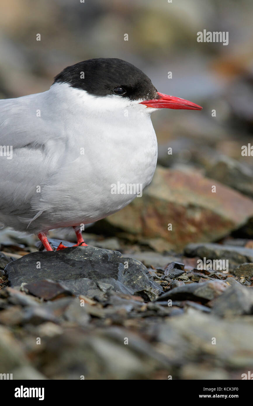 Antarktis Tern (Sterna vittata) auf einem felsigen Strand auf South Georgia Island Stockfoto