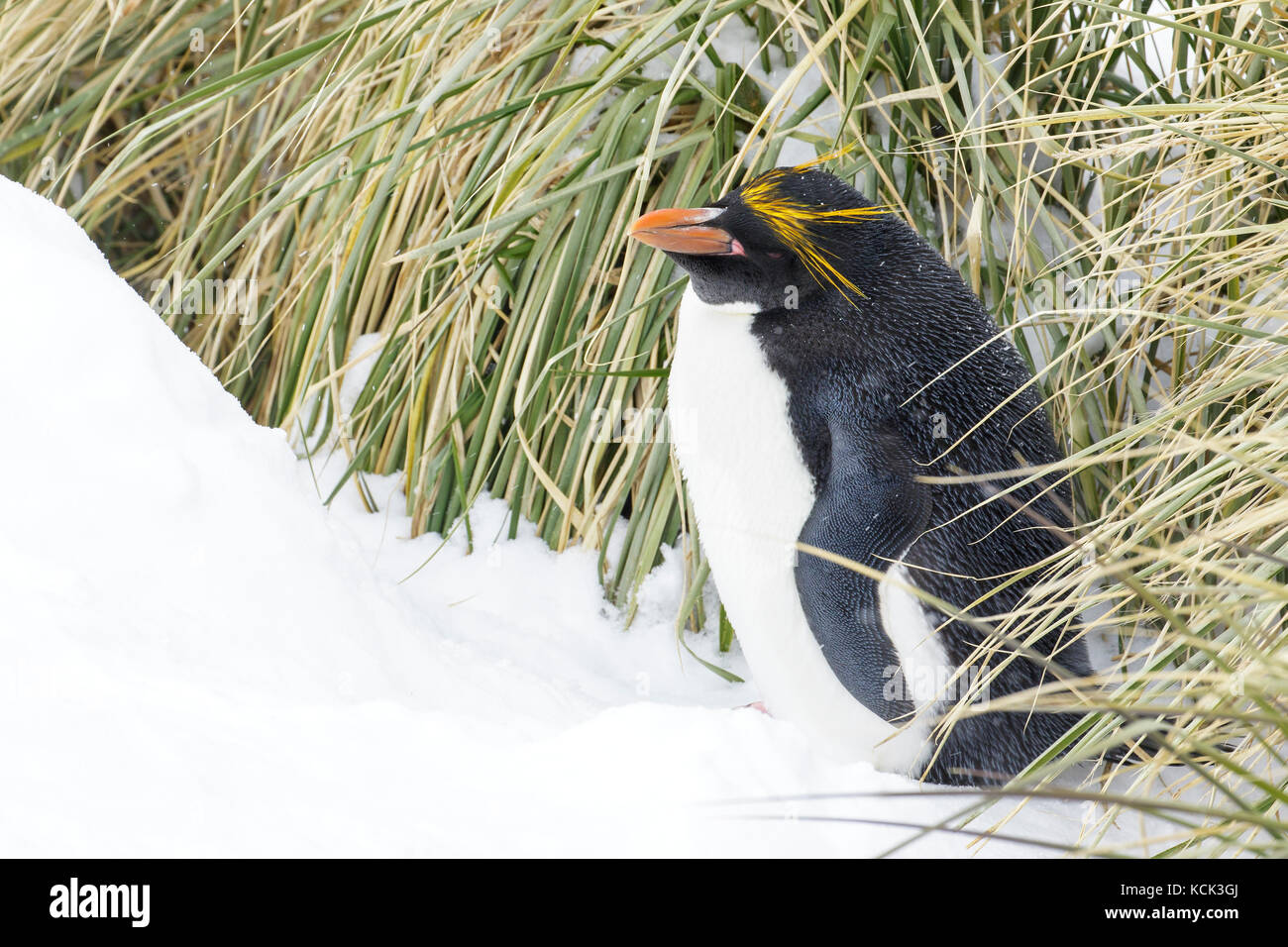 Makkaroni Pinguin (Eudyptes chrysolophus) auf tussock Gras und Schnee auf Südgeorgien Insel thront. Stockfoto