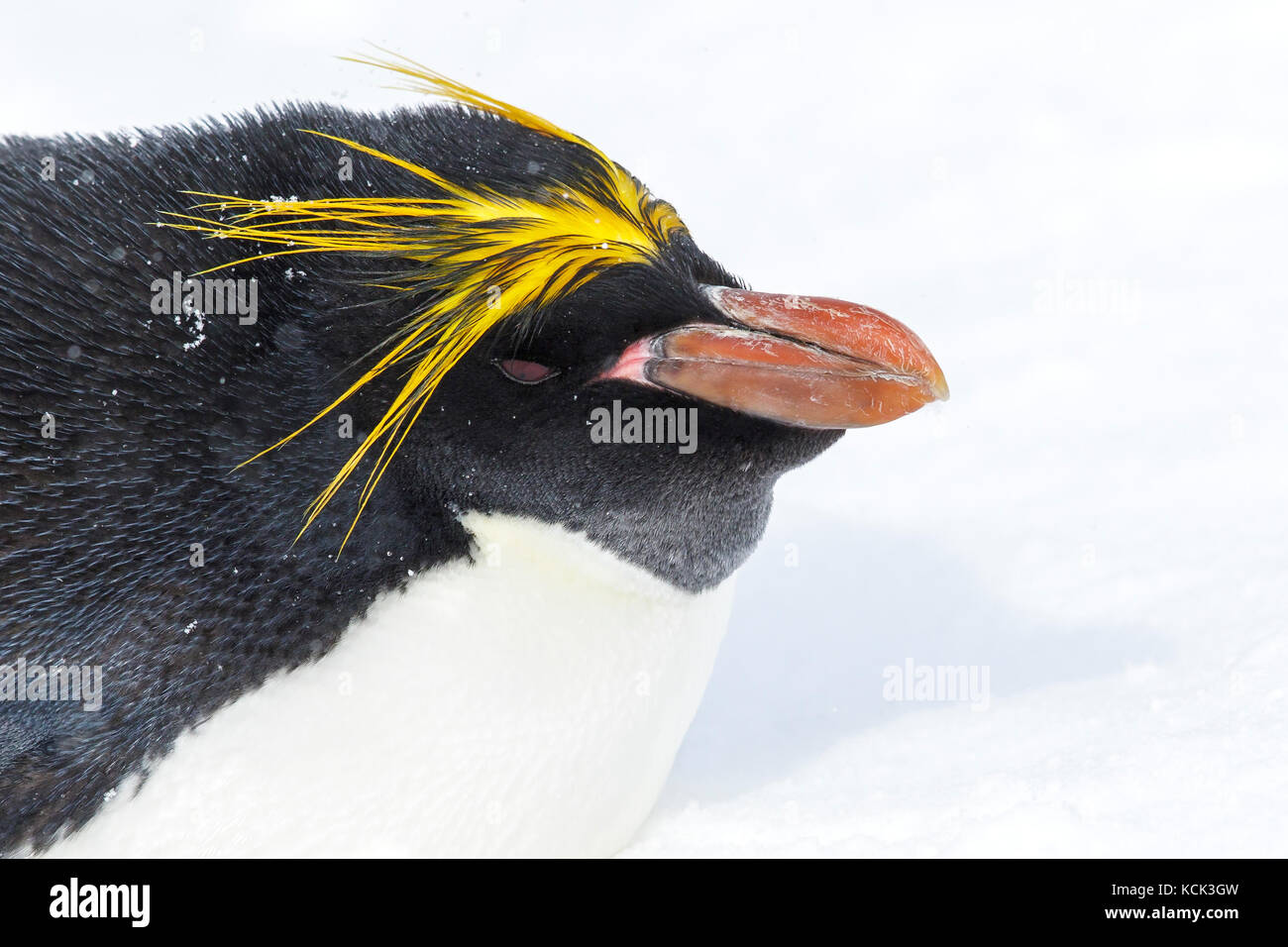 Makkaroni Pinguin (Eudyptes chrysolophus) auf Schnee auf South Georgia Island. Stockfoto