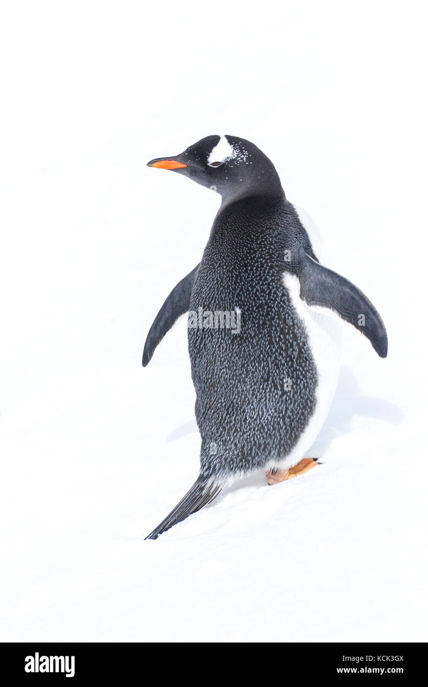Gentoo Pinguin (Pygoscelis papua) Verlegung auf Schnee auf South Georgia Island. Stockfoto