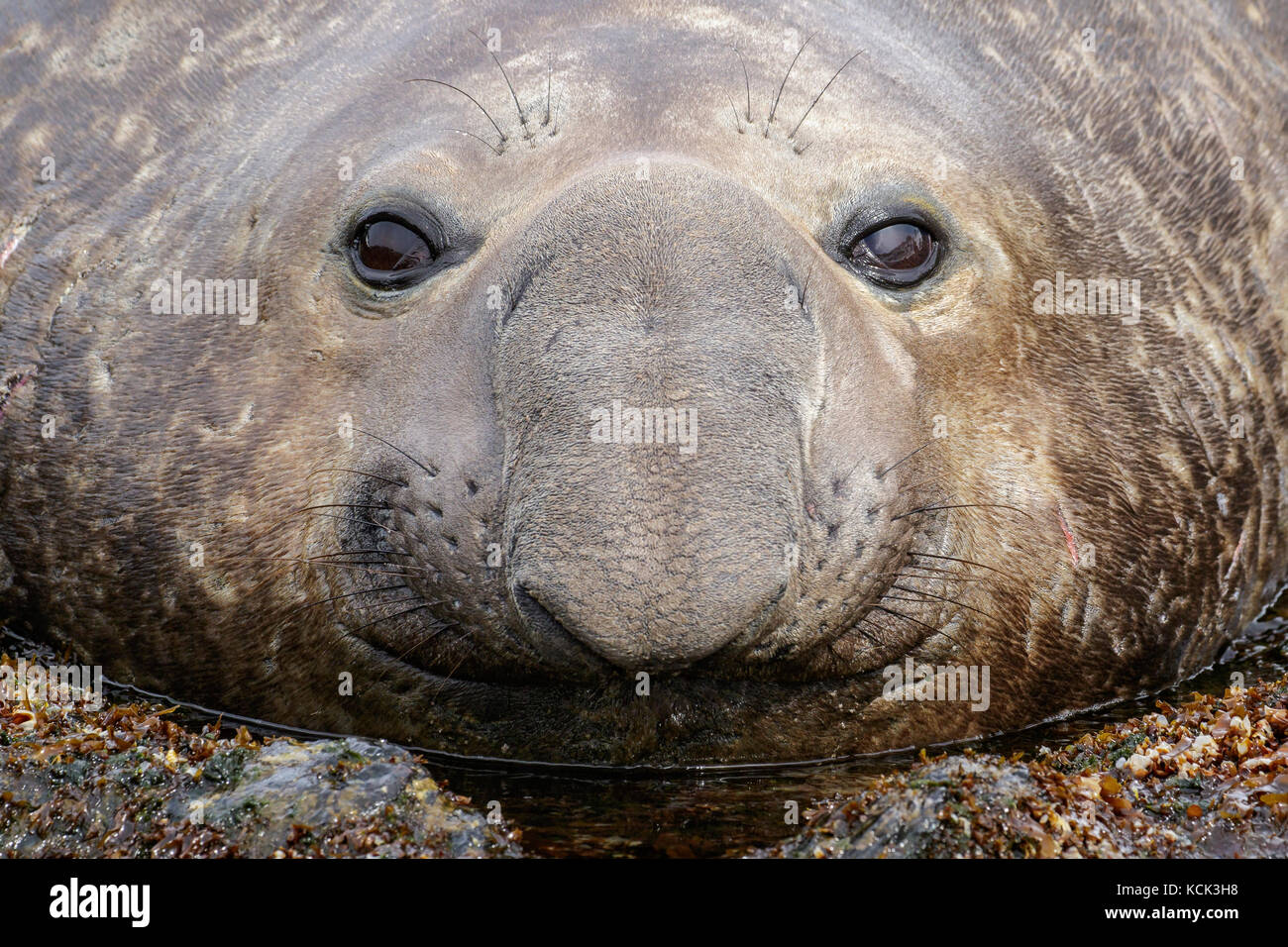 Elephant Seal, Mirounga leonina angustirostris, South Georgia Island Stockfoto