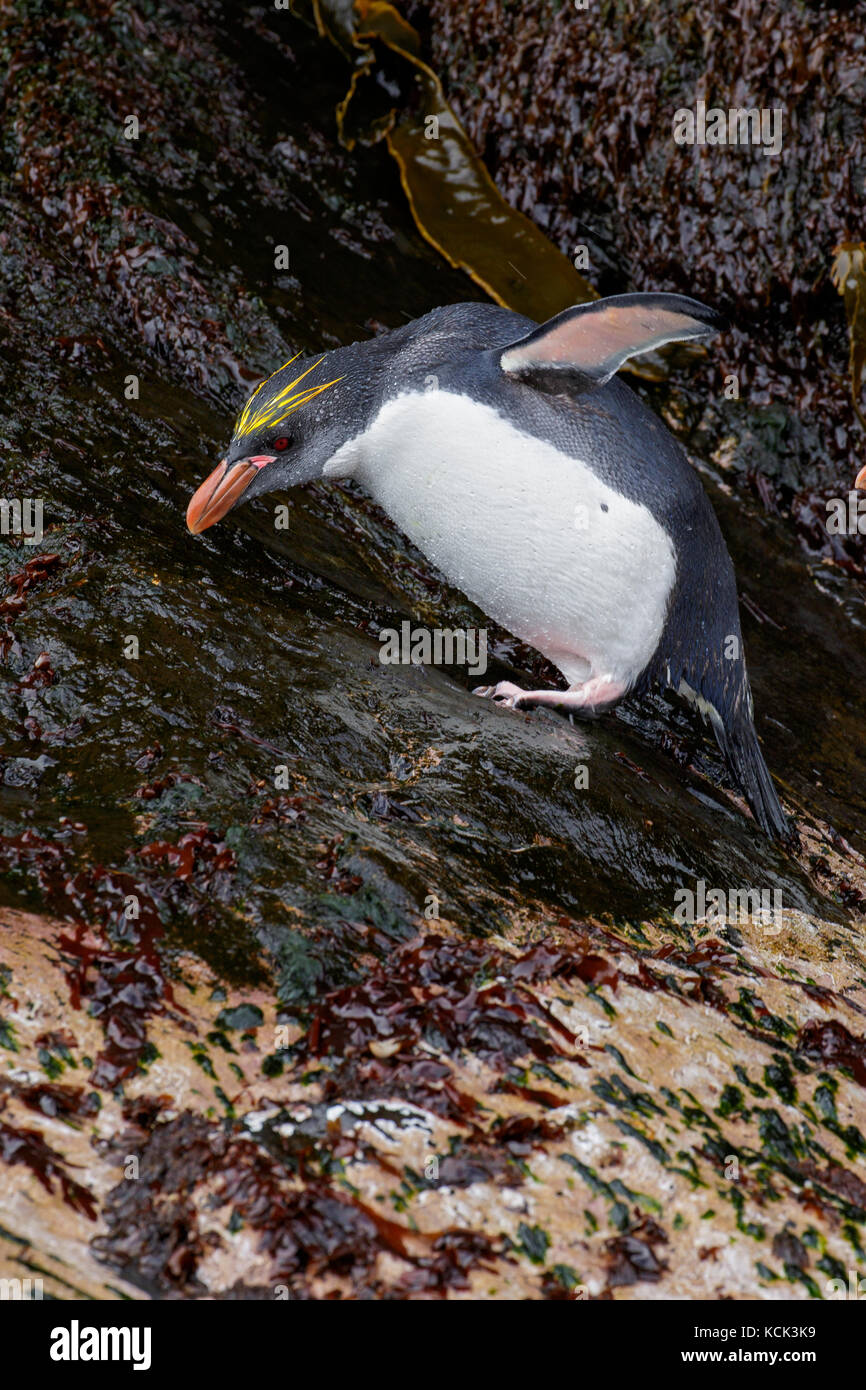Makkaroni Pinguin (Eudyptes chrysolophus) auf einem felsigen Strand auf Südgeorgien Insel thront. Stockfoto