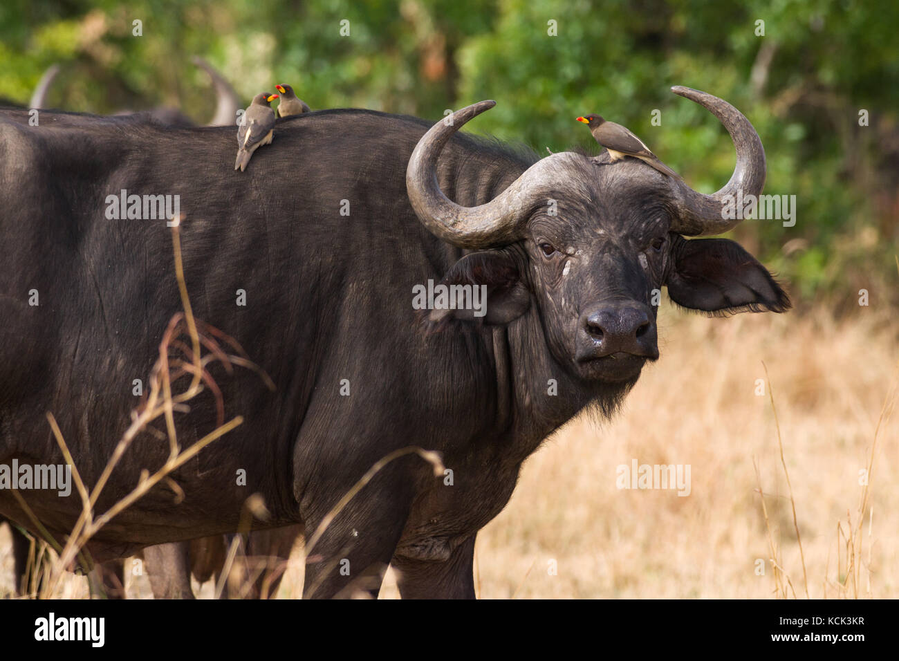 Afrikanische oder Kaffernbüffel (Syncerus Caffer) mit Oxpeckers (Buphagus africanus), Masai Mara National Game Park finden, Kenia, Ostafrika Stockfoto