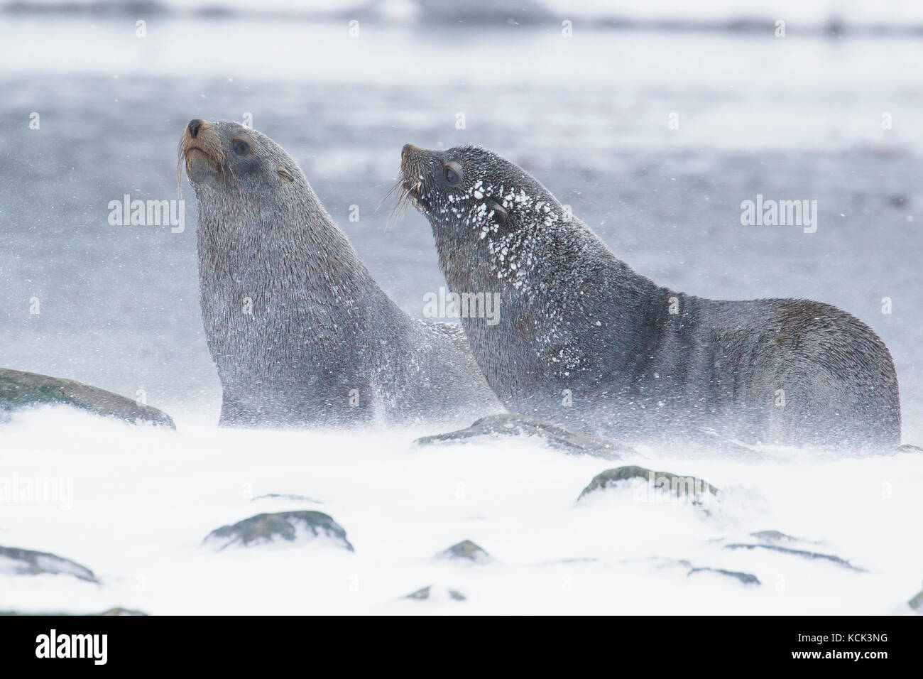 Fur Seal, Arctocephalus tropicalis mitgeführt und an einem verschneiten Strand, Stockfoto