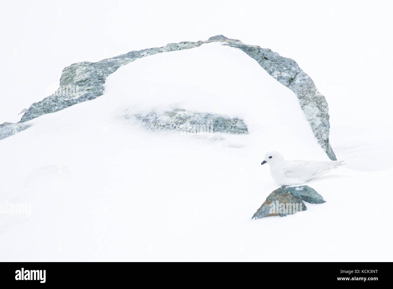 Schnee Petrel (Pagodroma Nivea) auf Schnee auf South Georgia Island Stockfoto