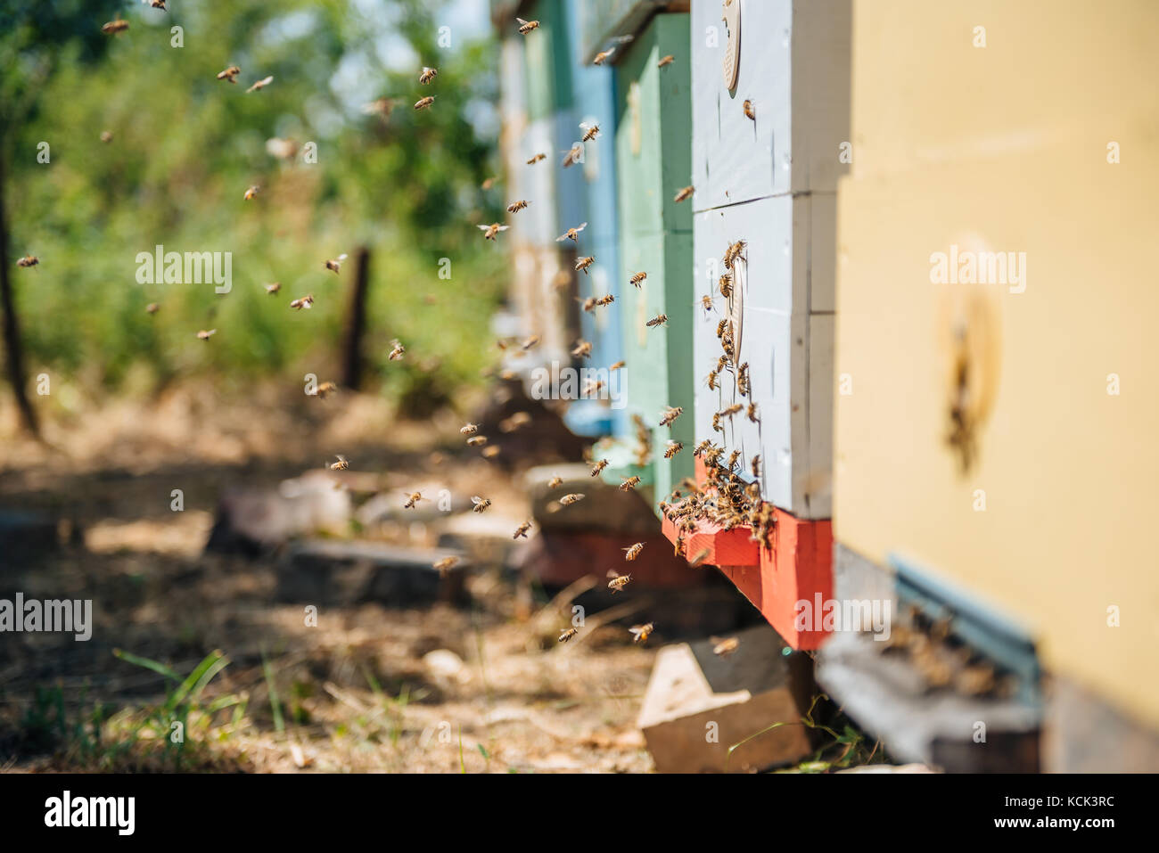 Bienen fliegen bis zur Landung Boards Stockfoto