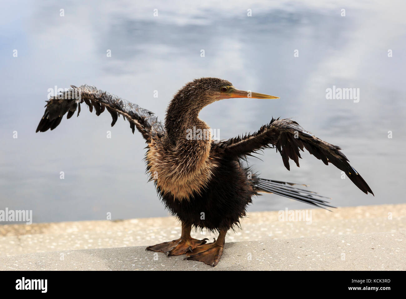 Amerikanische Anhinga Sonnen an der Seite eines Sees, Orlando, Florida, USA. Vogel ist durch verschiedene Namen wegen seiner Ähnlichkeit mit einer Türkei bei r bekannt Stockfoto