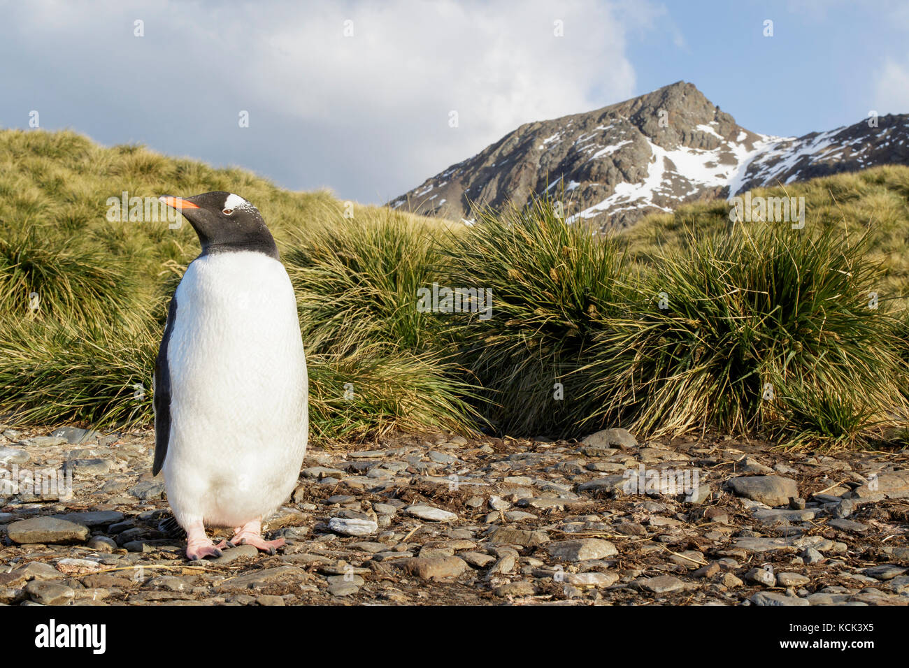 Gentoo Pinguin (Pygoscelis papua) auf einem felsigen Strand auf Südgeorgien Insel thront. Stockfoto