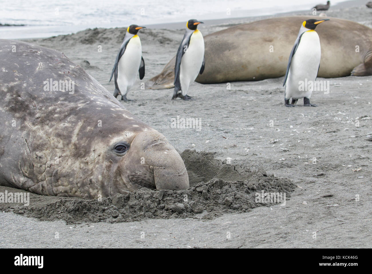 Seeelefanten, Mirounga leonina angustirostris Verlegung auf dem Sand inmitten der Königspinguine, Aptenodytes patagonicus in der South Georgia Island. Stockfoto