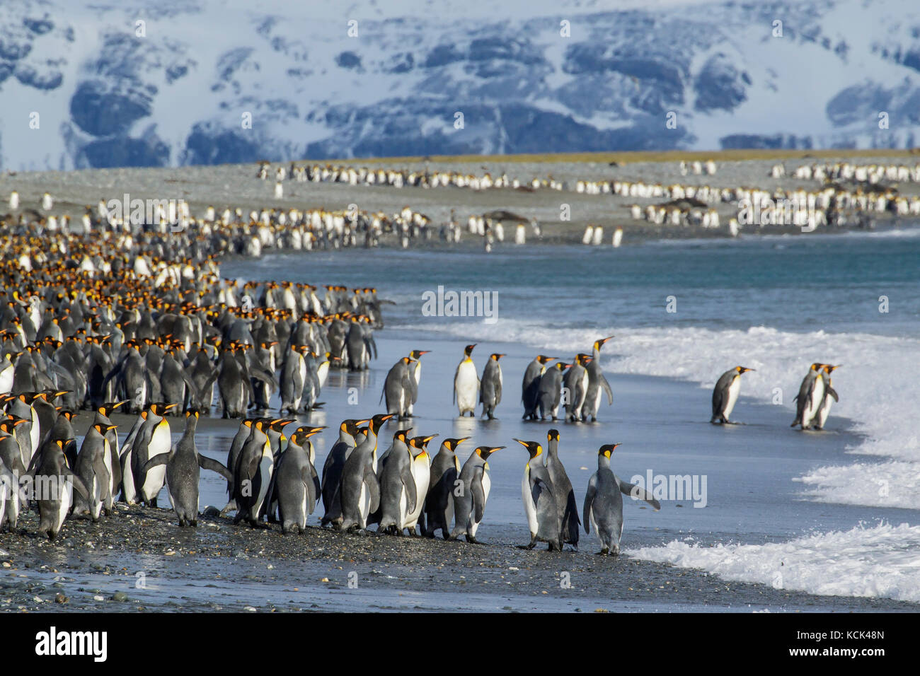 Große Kolonie der Königspinguine (Aptenodytes patagonicus) auf einem felsigen Strand auf South Georgia Island gesammelt. Stockfoto