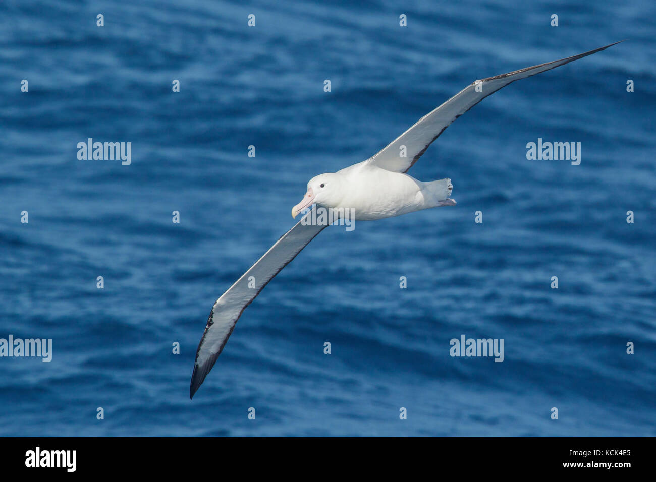 Südliche Royal Albatross (Diomedea epomophora epomophora) fliegen über den Ozean auf der Suche nach Nahrung in der Nähe von South Georgia Island. Stockfoto