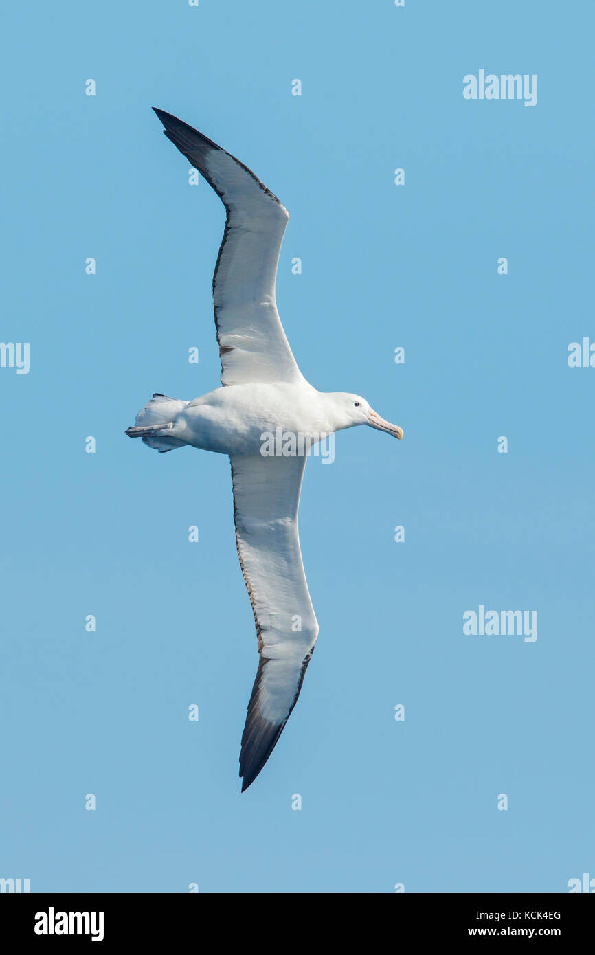 Südliche Royal Albatross (Diomedea epomophora epomophora) fliegen über den Ozean auf der Suche nach Nahrung in der Nähe von South Georgia Island. Stockfoto