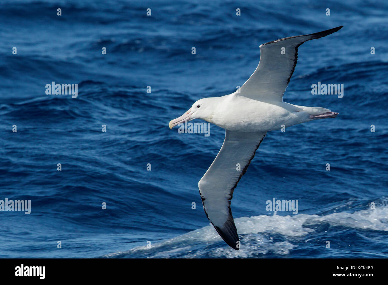 Südliche Royal Albatross (Diomedea epomophora epomophora) fliegen über den Ozean auf der Suche nach Nahrung in der Nähe von South Georgia Island. Stockfoto