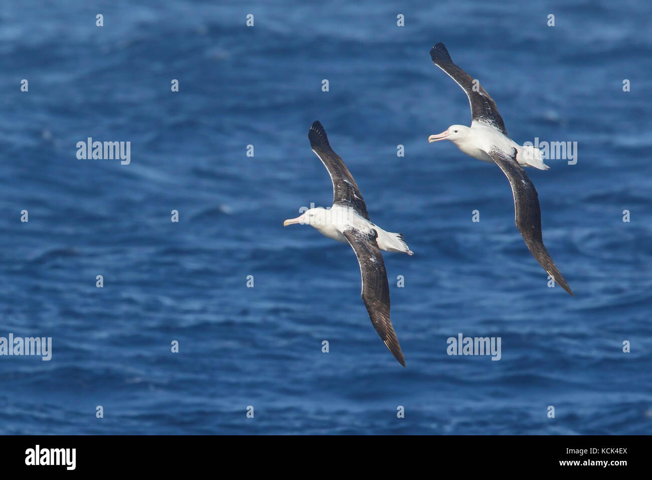 Südliche Royal Albatross (Diomedea epomophora epomophora) fliegen über den Ozean auf der Suche nach Nahrung in der Nähe von South Georgia Island. Stockfoto