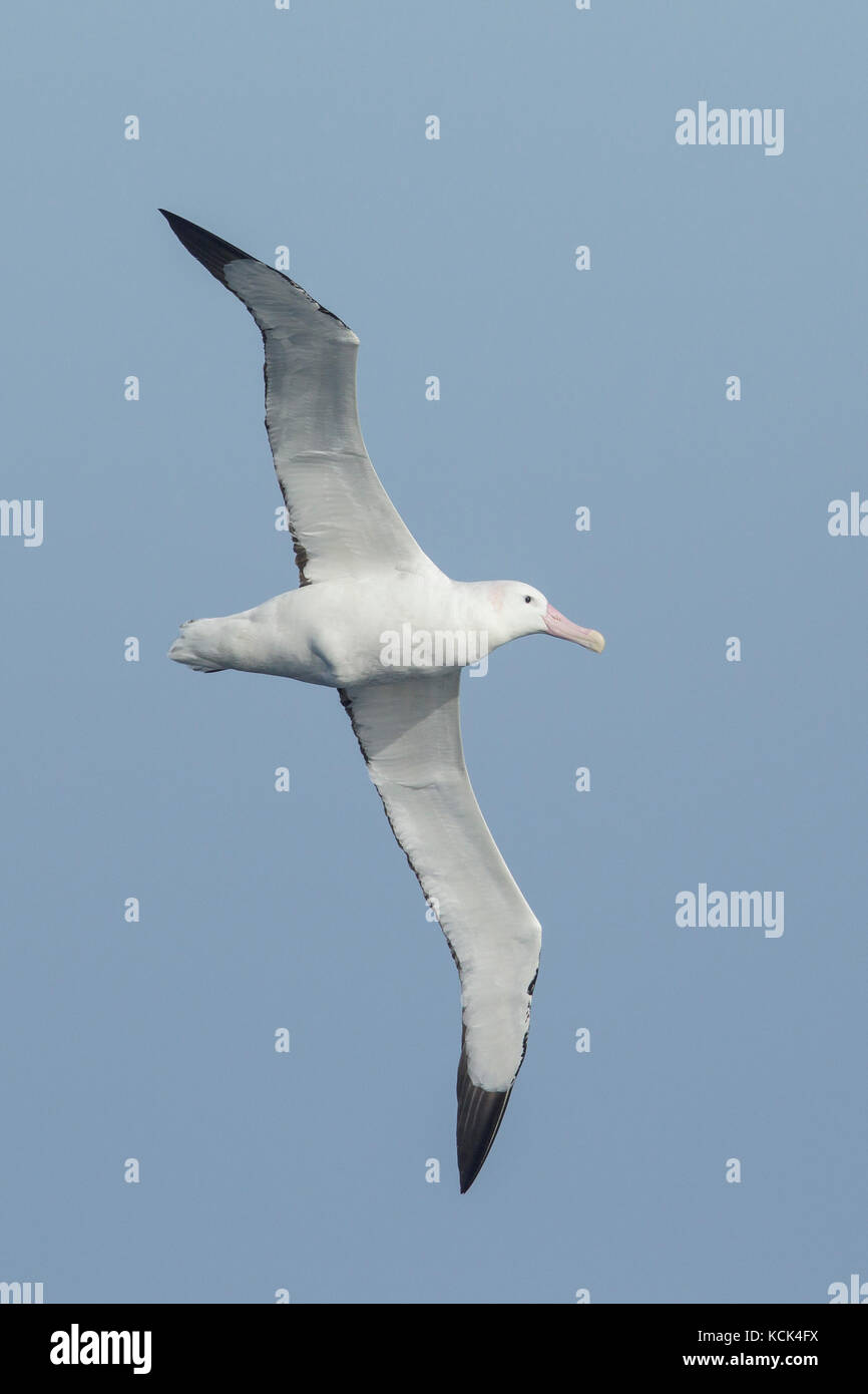 Wandering Albatross (Diomedea exulans) fliegen über den Ozean auf der Suche nach Nahrung in der Nähe von South Georgia Island. Stockfoto
