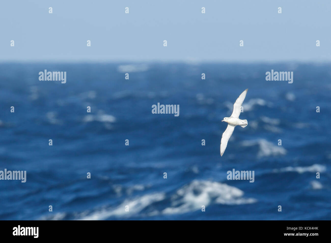 Südliche Eissturmvogel (Fulmarus glacialoides) fliegen über den Ozean auf der Suche nach Nahrung in der Nähe von South Georgia Island Stockfoto